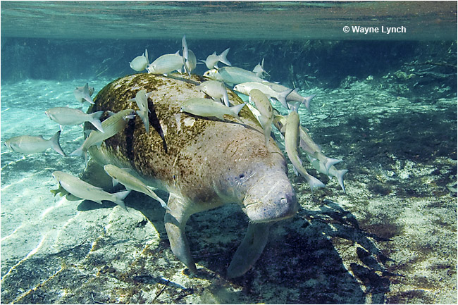 Manatee surrounded by school of fish by Dr. Wayne Lynch ©